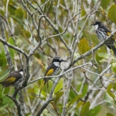 Phylidonyris niger (White-cheeked Honeyeater) at Brunswick Heads, NSW - 15 Nov 2023 by macmad