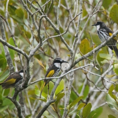 Phylidonyris niger (White-cheeked Honeyeater) at Wallum - 16 Nov 2023 by macmad