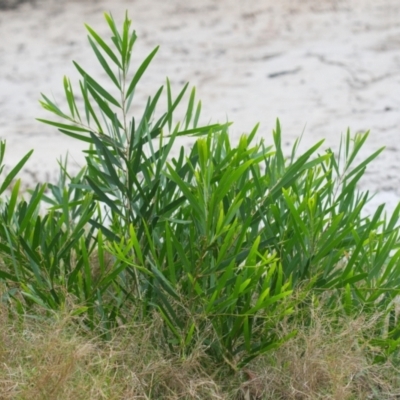 Acacia longifolia subsp. longifolia (Sydney Golden Wattle) at Brunswick Heads, NSW - 15 Nov 2023 by macmad