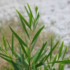 Acacia longifolia subsp. longifolia at Wallum - 16 Nov 2023