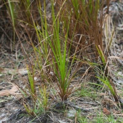 Unidentified Plant at Brunswick Heads, NSW - 15 Nov 2023 by macmad