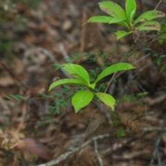 Unverified Plant at Brunswick Heads, NSW - 16 Nov 2023 by macmad