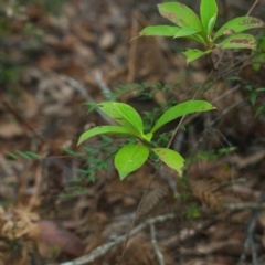 Unidentified Plant at Brunswick Heads, NSW - 15 Nov 2023 by macmad