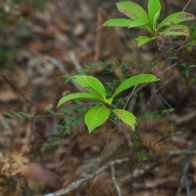 Unidentified Plant at Brunswick Heads, NSW - 15 Nov 2023 by macmad