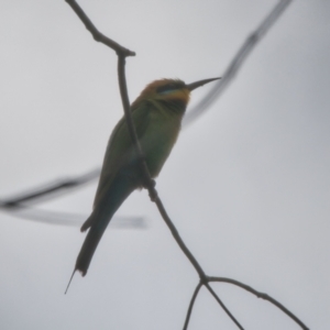 Merops ornatus at Brunswick Heads, NSW - 16 Nov 2023