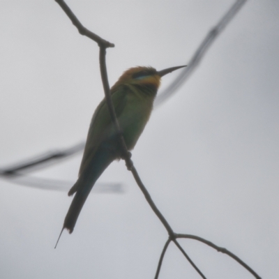 Merops ornatus (Rainbow Bee-eater) at Brunswick Heads, NSW - 16 Nov 2023 by macmad