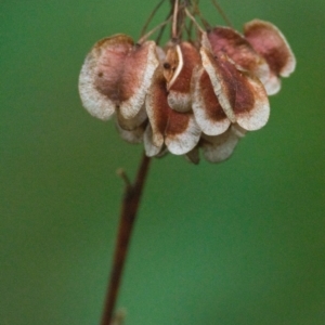 Dodonaea triquetra at Brunswick Heads, NSW - 16 Nov 2023