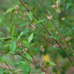 Dodonaea triquetra at Brunswick Heads, NSW - 16 Nov 2023