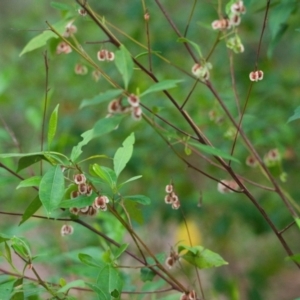 Dodonaea triquetra at Brunswick Heads, NSW - 16 Nov 2023 07:28 AM