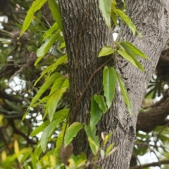 Parsonsia straminea (Common Silkpod) at Brunswick Heads, NSW - 15 Nov 2023 by macmad