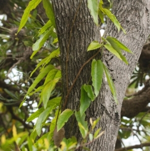 Parsonsia straminea at Brunswick Heads, NSW - 16 Nov 2023
