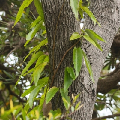 Parsonsia straminea (Common Silkpod) at Brunswick Heads, NSW - 15 Nov 2023 by macmad