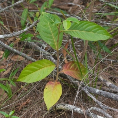 Unidentified Plant at Brunswick Heads, NSW - 15 Nov 2023 by macmad