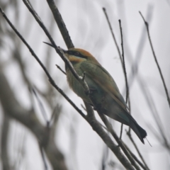 Merops ornatus (Rainbow Bee-eater) at Brunswick Heads, NSW - 16 Nov 2023 by macmad