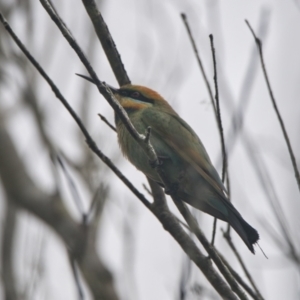 Merops ornatus at Brunswick Heads, NSW - 16 Nov 2023 07:37 AM