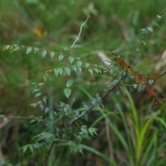 Unidentified Other Shrub at Brunswick Heads, NSW - 16 Nov 2023 by macmad