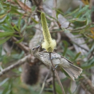 Oriolus sagittatus at Brunswick Heads, NSW - 16 Nov 2023
