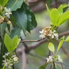 Lophostemon confertus (Brush Box) at Brunswick Heads, NSW - 16 Nov 2023 by macmad