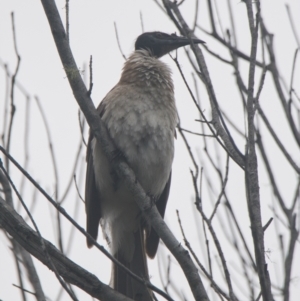 Philemon corniculatus at Brunswick Heads, NSW - 16 Nov 2023