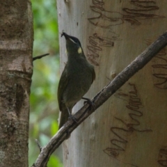 Meliphaga lewinii (Lewin's Honeyeater) at Brunswick Heads, NSW - 16 Nov 2023 by macmad