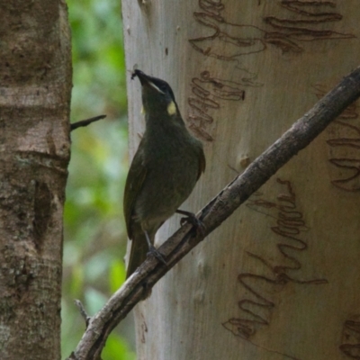 Meliphaga lewinii (Lewin's Honeyeater) at Brunswick Heads, NSW - 16 Nov 2023 by macmad