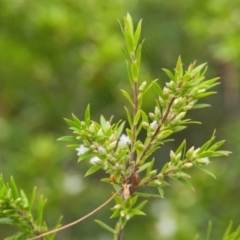 Unidentified Other Shrub at Brunswick Heads, NSW - 15 Nov 2023 by macmad