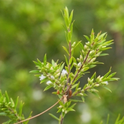 Unverified Other Shrub at Brunswick Heads, NSW - 16 Nov 2023 by macmad