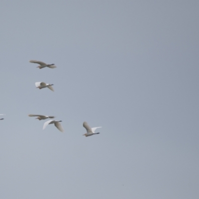 Bubulcus coromandus (Eastern Cattle Egret) at Brunswick Heads, NSW - 16 Nov 2023 by macmad