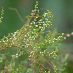 Cassytha sp. (Dodder) at Brunswick Heads, NSW - 16 Nov 2023 by macmad