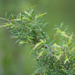 Unidentified Other Shrub at Brunswick Heads, NSW - 15 Nov 2023 by macmad