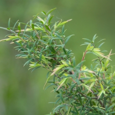 Unverified Other Shrub at Brunswick Heads, NSW - 16 Nov 2023 by macmad