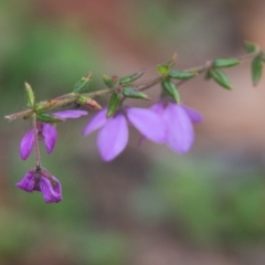 Tetratheca thymifolia (Black-eyed Susan) at Brunswick Heads, NSW - 15 Nov 2023 by macmad