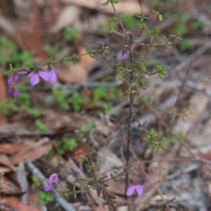 Tetratheca thymifolia at Brunswick Heads, NSW - 16 Nov 2023