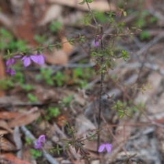 Tetratheca thymifolia at Brunswick Heads, NSW - 16 Nov 2023