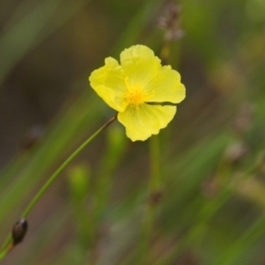 Xyris sp. (Yellow Eye) at Brunswick Heads, NSW - 16 Nov 2023 by macmad