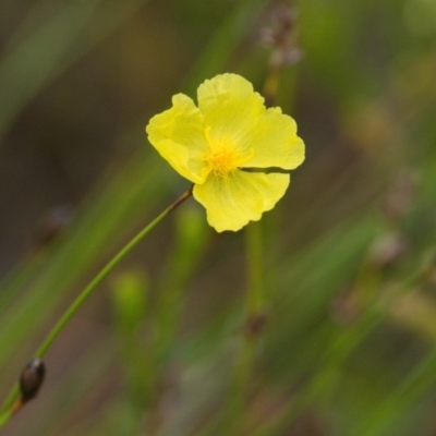 Xyris sp. (Yellow Eye) at Brunswick Heads, NSW - 16 Nov 2023 by macmad