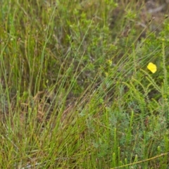 Xyris sp. at Brunswick Heads, NSW - 16 Nov 2023