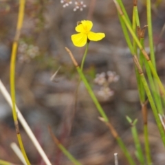 Xyris sp. (Yellow Eye) at Brunswick Heads, NSW - 15 Nov 2023 by macmad