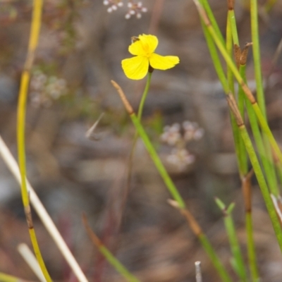 Xyris sp. (Yellow Eye) at Brunswick Heads, NSW - 16 Nov 2023 by macmad