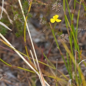 Xyris sp. at Brunswick Heads, NSW - 16 Nov 2023