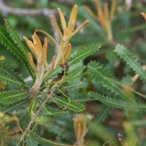 Banksia aemula at Brunswick Heads, NSW - 16 Nov 2023 08:39 AM