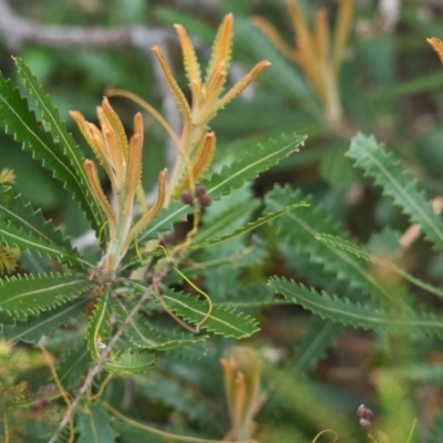 Banksia aemula (Wallum Banksia) at Brunswick Heads, NSW - 16 Nov 2023 by macmad