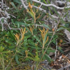 Banksia aemula at Brunswick Heads, NSW - 16 Nov 2023 08:39 AM