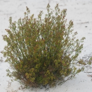 Caustis recurvata at Brunswick Heads, NSW - 16 Nov 2023