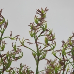 Caustis recurvata at Brunswick Heads, NSW - 16 Nov 2023