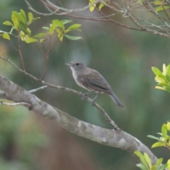 Colluricincla harmonica (Grey Shrikethrush) at Brunswick Heads, NSW - 15 Nov 2023 by macmad