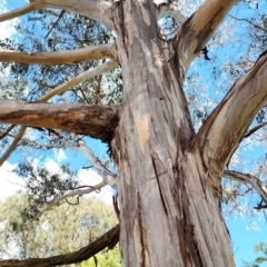 Eucalyptus globulus subsp. bicostata (Southern Blue Gum, Eurabbie) at Griffith, ACT - 26 Nov 2023 by Steve818