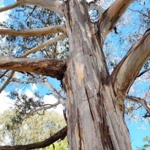 Eucalyptus globulus subsp. bicostata at Griffith, ACT - 26 Nov 2023