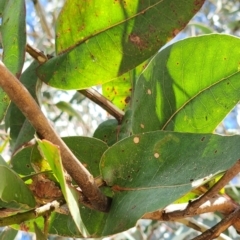 Eucalyptus globulus subsp. bicostata at Griffith, ACT - 26 Nov 2023