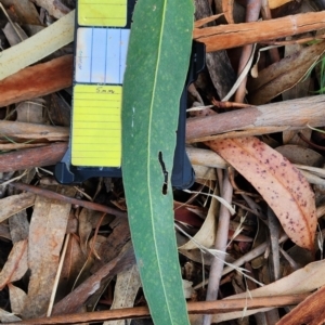 Eucalyptus globulus subsp. bicostata at Griffith, ACT - 26 Nov 2023 10:48 AM